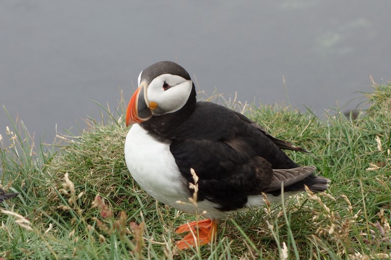 Macareux ; Puffin